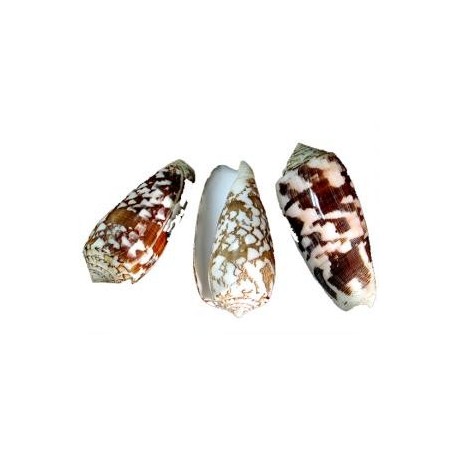 Conus Striatus