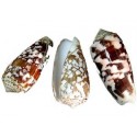 Conus Striatus