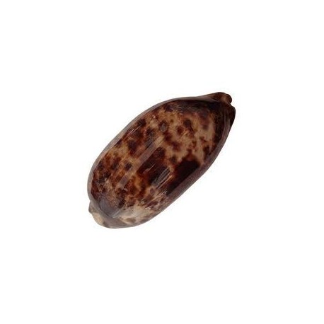 Cypraea Testudinaria