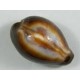 Cypraea Onyx